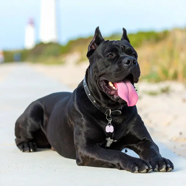 Canecorso IMG